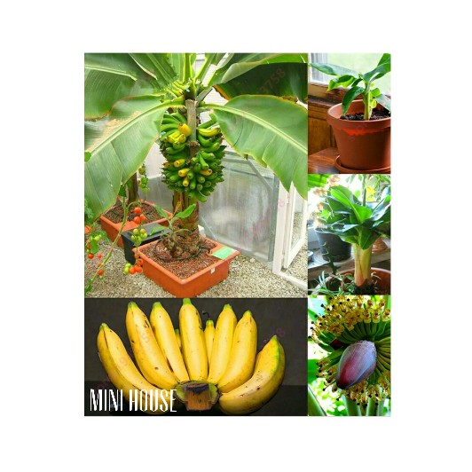BIBIT BIJI BENIH BONSAI PISANG IMPORT