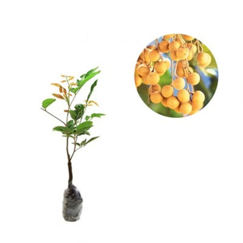 Kelengkeng Aroma Durian