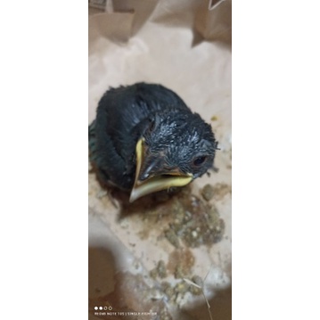 Burung tengkek buto anakan