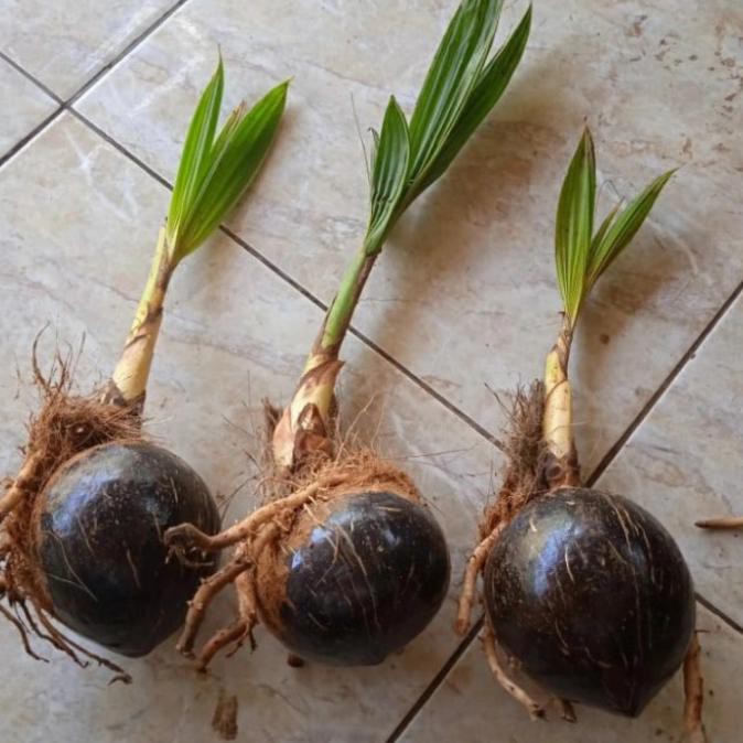 Bonsai Kelapa Gading Mini Jadi Divernish Mengkilap Ter Murah