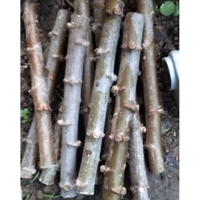 1 pohon Stek bibit pohon singkong /ketela pohon