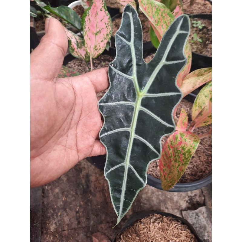 Alocasia Amazon/Keladi Amazon