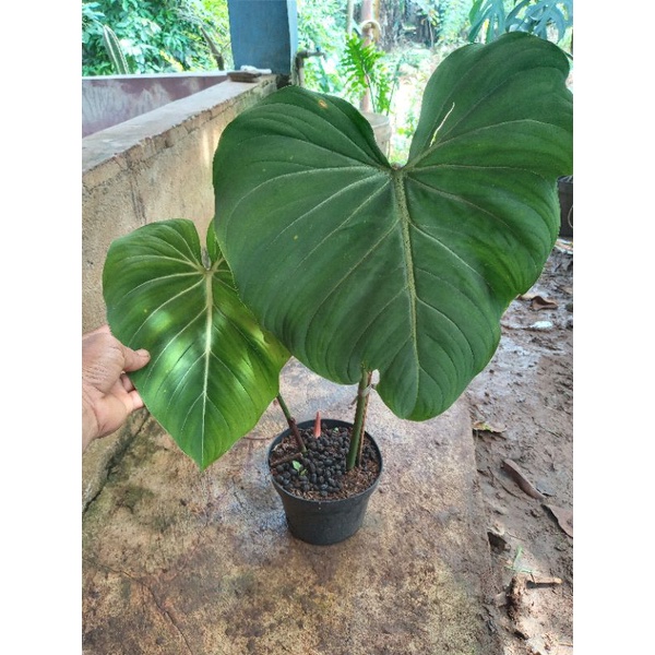 TANAMAN PHILLODENDRON GLORIOSUM 2 DAUN