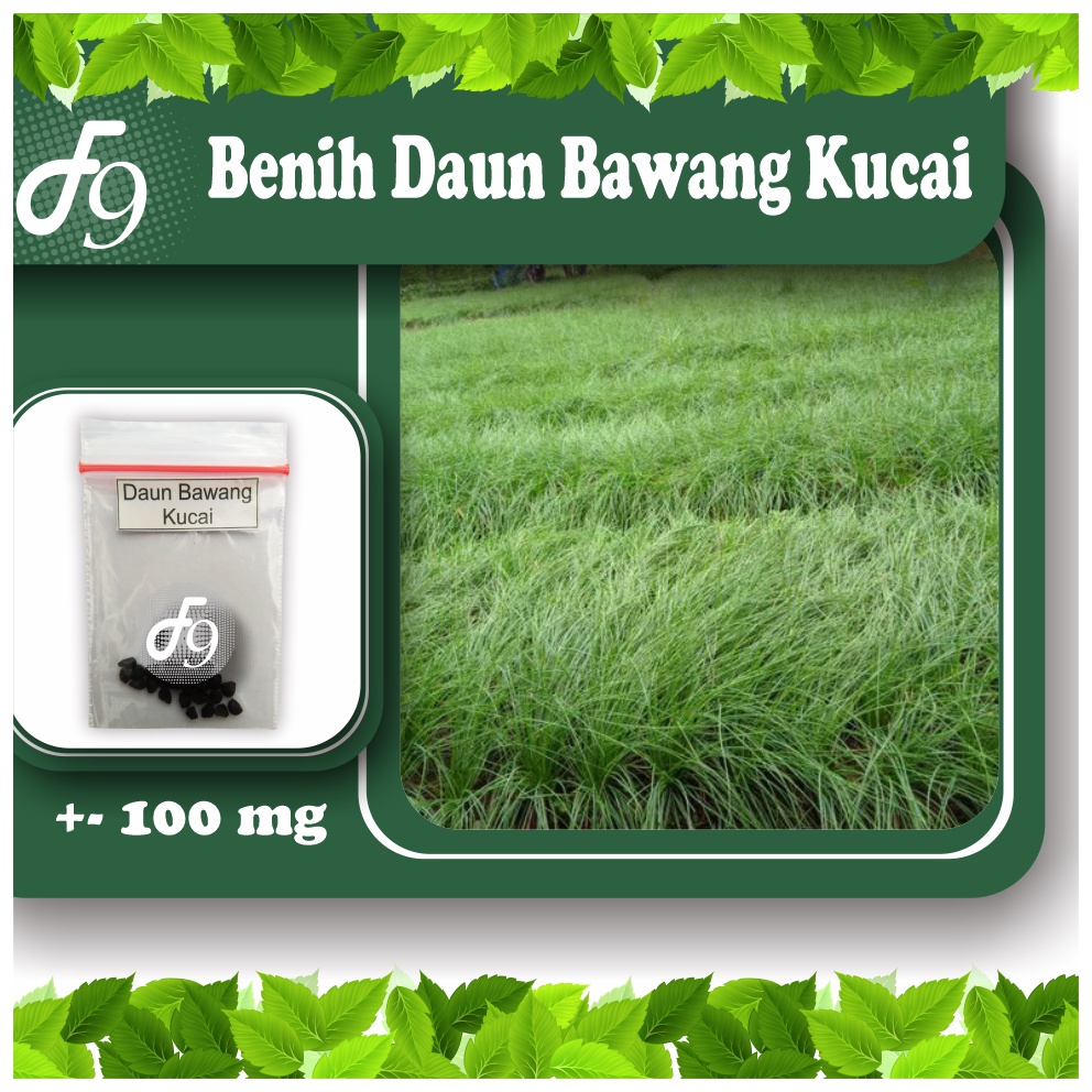 Benih Bibit Daun Bawang Kucai Murah Repack Seribuan