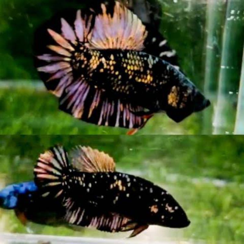 Ikan Cupang AVATAR GOLD COPPER