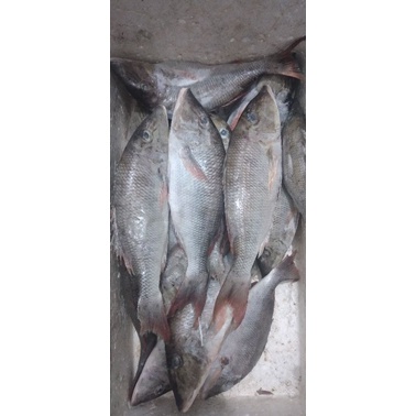 

ikan lencam 1kg