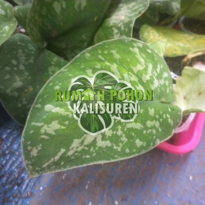 TANAMAN HIAS SCINDAPSUS SILVERY ANN SP