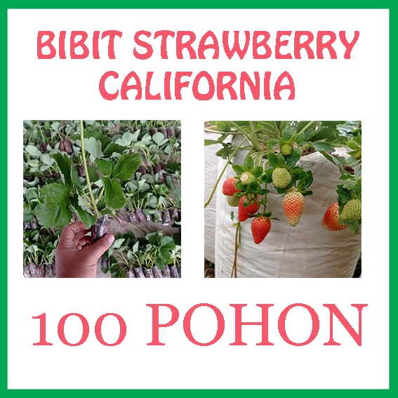 100 Pohon Bibit Strawberry California