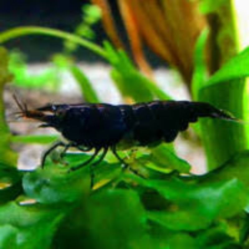 udang hias aquascape - black choco