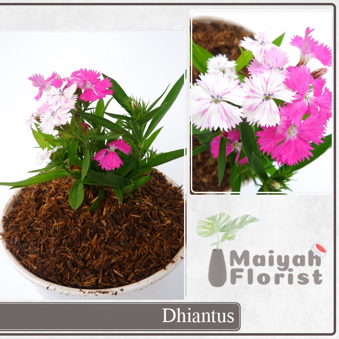 Dianthus - Anyelir - caryophyllus L - Tanaman Hias