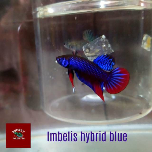 Cupang Imbelis hybrid blue