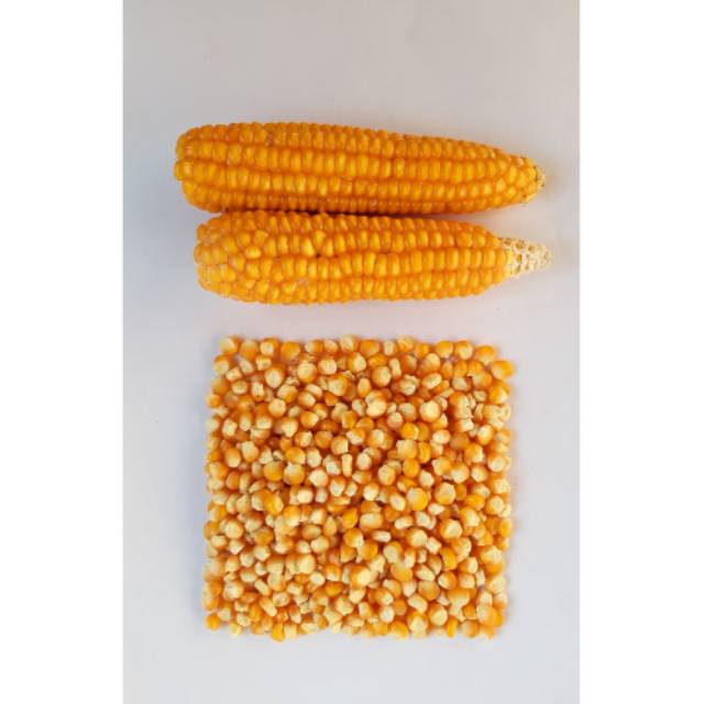 

Jagung Pipil Madura Dari Benih Lokal Tanpa Pestisida 500grm