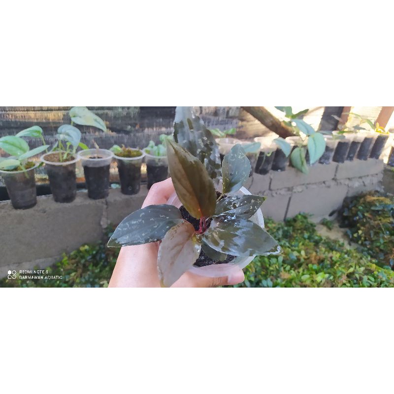 Homalomena sp sumatra