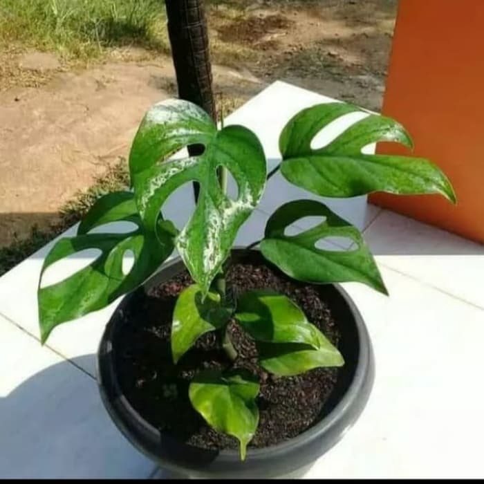 PROMO tanaman hias monstera rhapidopora / monstera rhapidopora