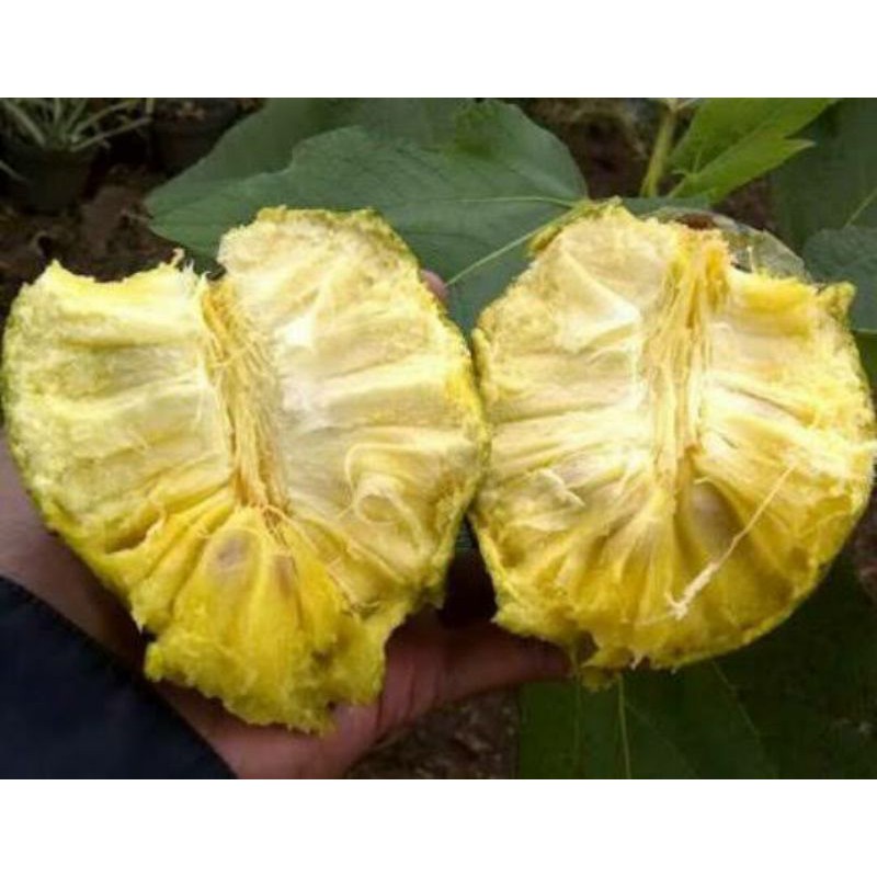 bibit tanaman buah sirsak kuning