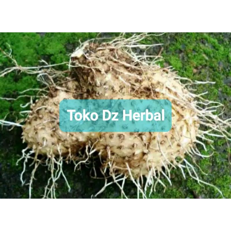 

Umbi Gadung Segar Fresh 2 kg asli organik-az