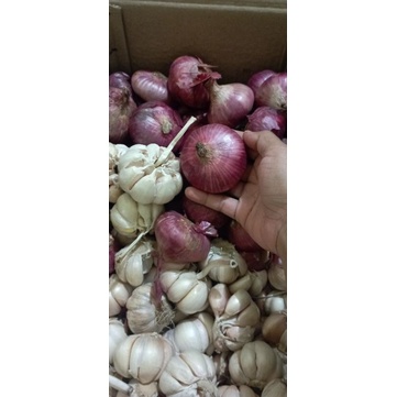 

bawang merah india