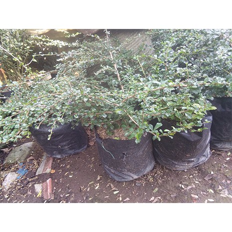 Hokiantea micro /Bibit hokianti /Bonsai Hokiantea.