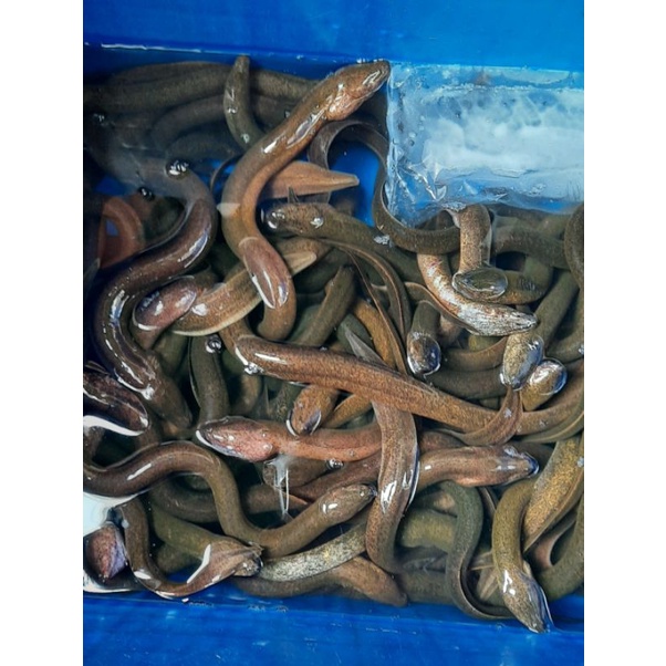 

Belut hidup size 5 ekor500grm