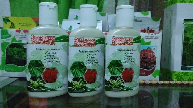 KILAP Leaf Shine Pengkilap daun Aglonema Sansivera Kuping Gajah