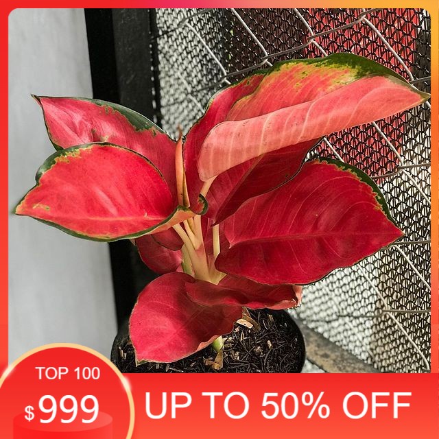 SALE Bonggolan Aglonema Red Cherry PETANI AGLONEMA