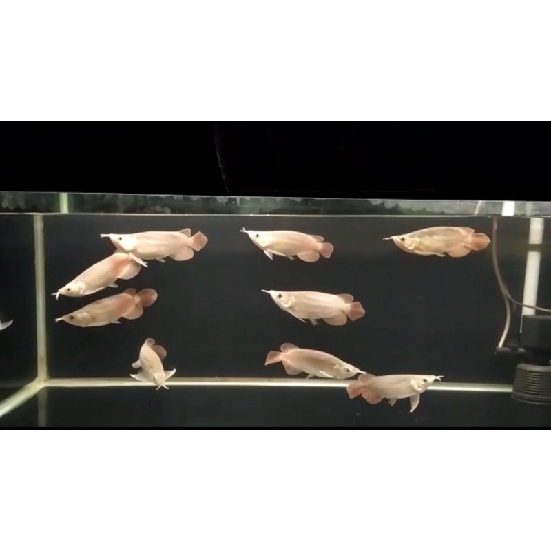 Arowana Super Red SSB Size 25 cm Up Asli Kalimantan