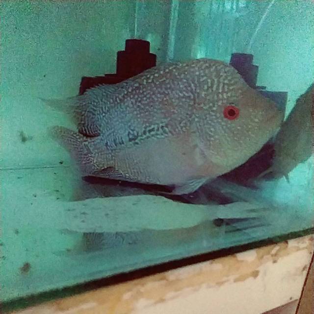 Ikan lohan