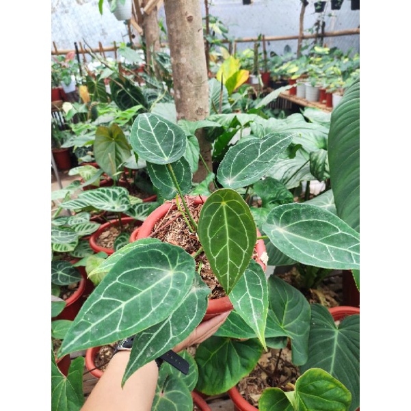 anthurium forgetii | kuping gajah buta