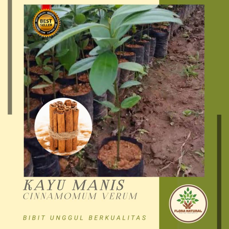 Bibit pohon kayu manis Tanaman kayu manis