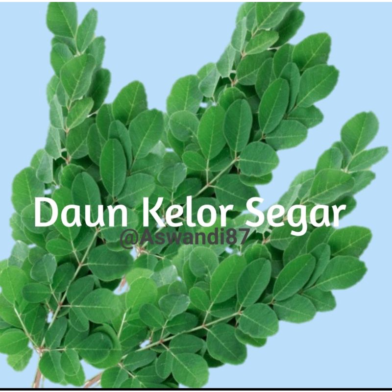 

Daun Kelor Segar Kaya Manfaat