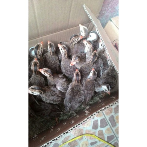 anak ayam mutiara
