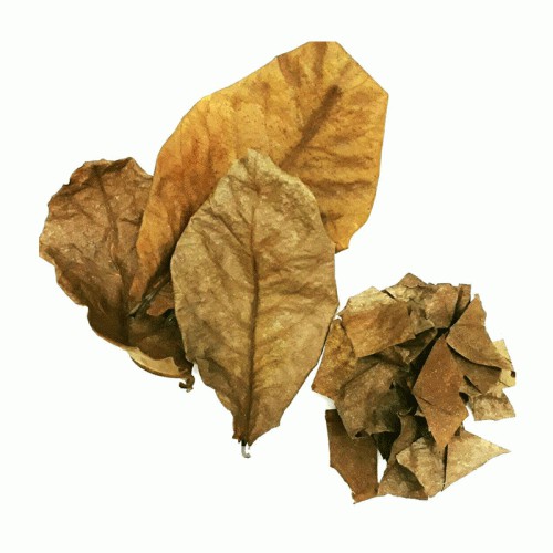 Kualitas Super - Daun ketapang laut kering  untuk  ikan cupang