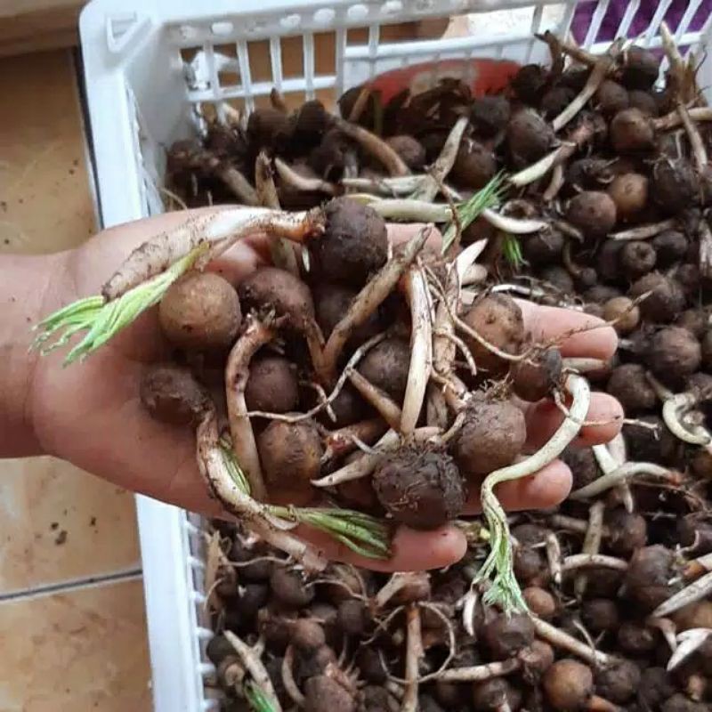 jual bibit katak porang / 1kg