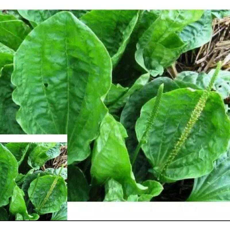 

DAUN SENDOK KI URAT SEGAR 500GRAM
