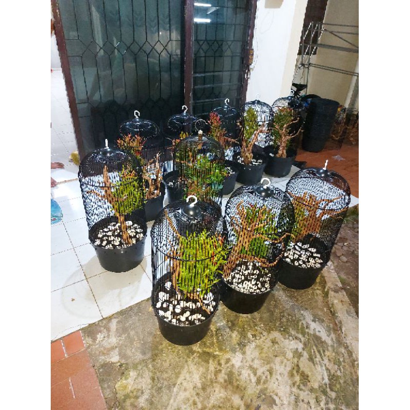 Kandang Aviary Mini Pot Bunga Hidup