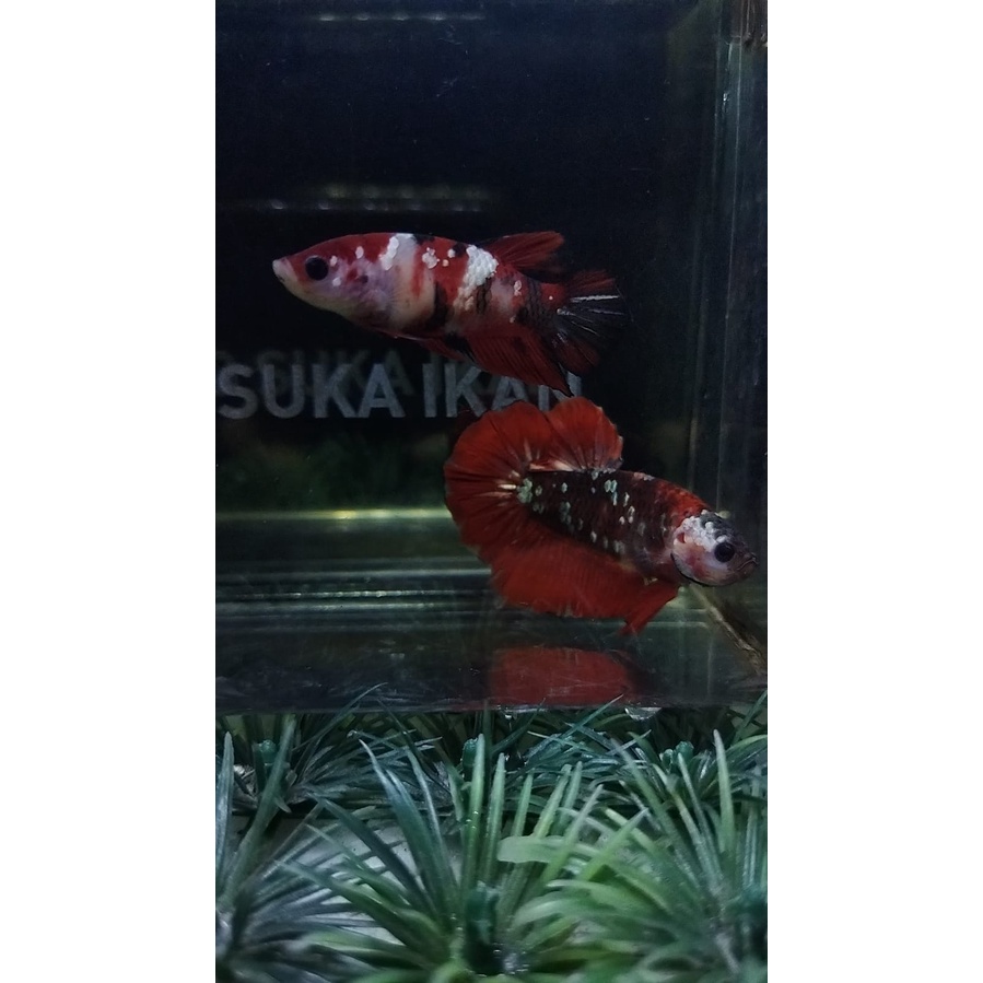 CUPANG SEPASANG RED KOI COPPER/RKC SIAP BREED 100% REALPICT (KODE DW7)