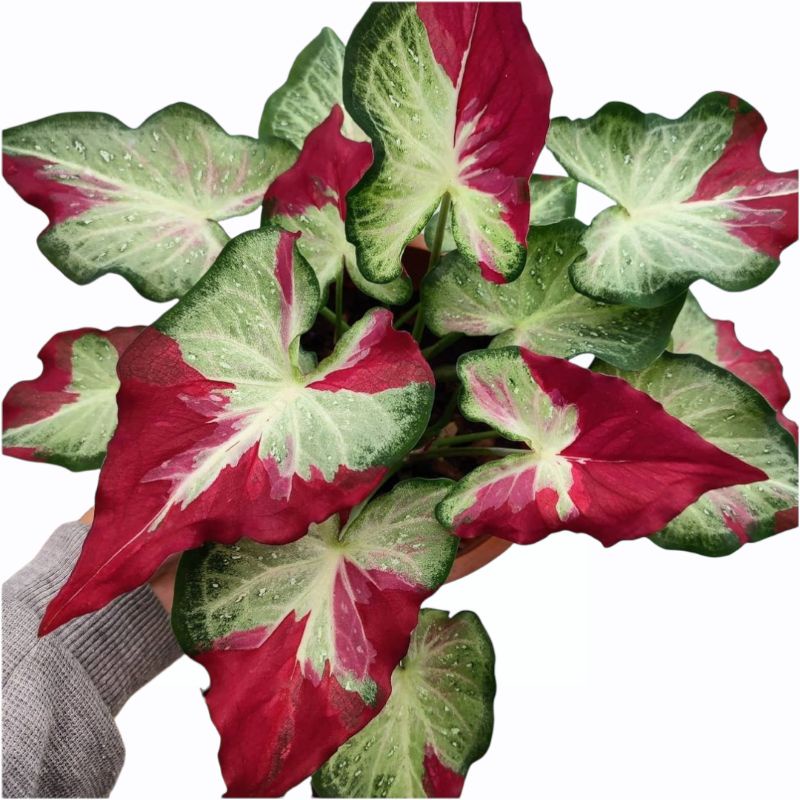 CALADIUM SHYCOOL BIBIT MURAH TANAMAN HIAS KELADI CAT TUMPAH