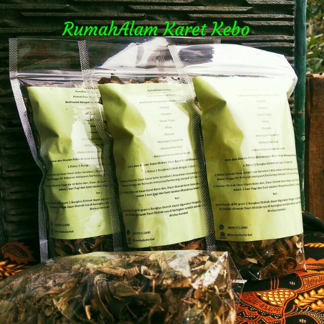 

Ekstrak Daun karet kebo