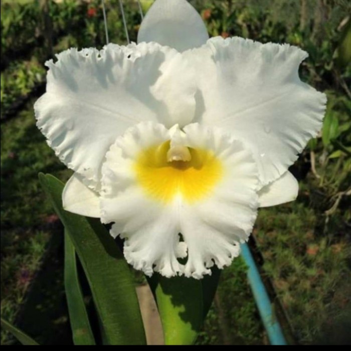 Anggrek cattleya putih dewasa