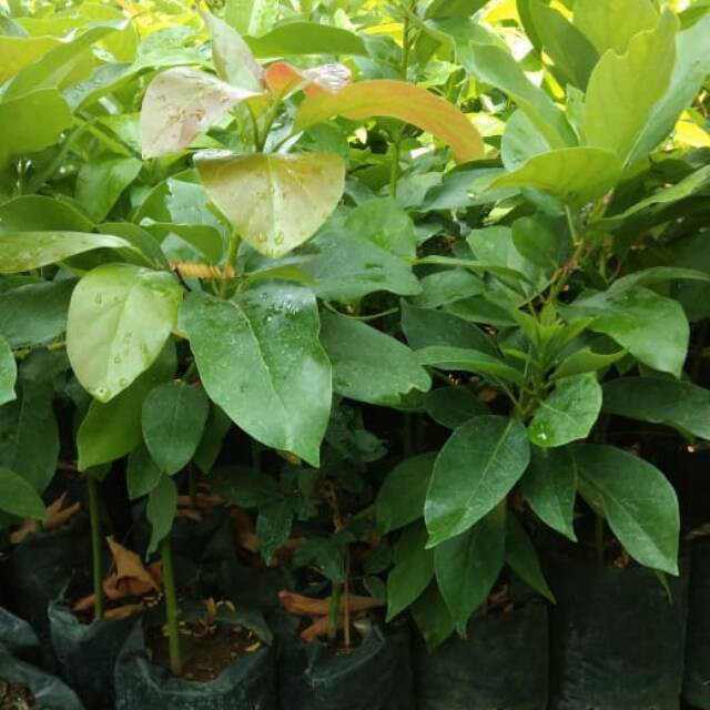 Bibit Alpukat Pluwang