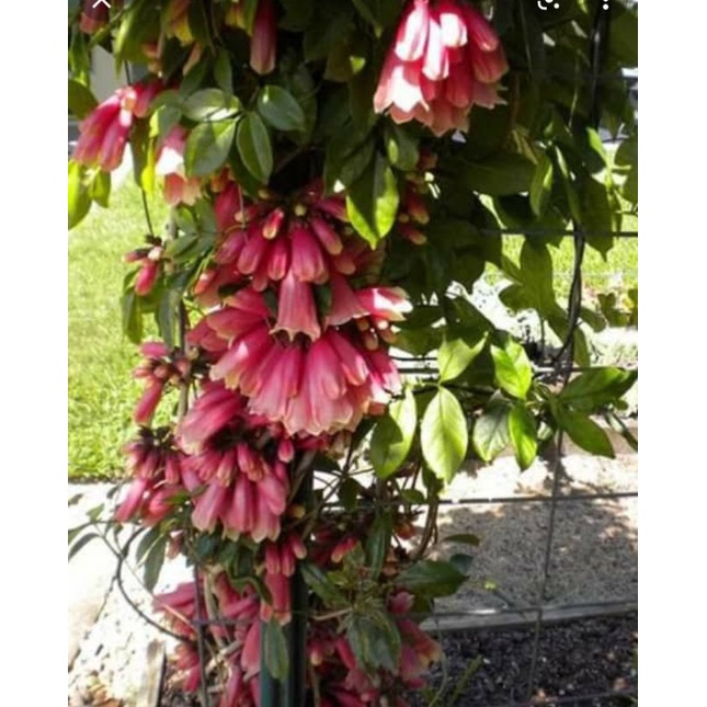 bunga tecomanthe bunga vegetasi lebah