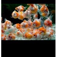 ikan Hiad baby mas koki mutiara aquarium aquscape
