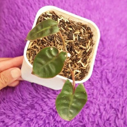 Philodendron billitiae ori atau kabel busi