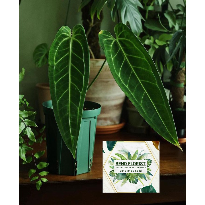 tanaman hias anthurium  waroquwenum/lidah gajah