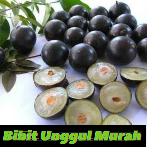 Bibit Anggur Brazil Sabara
