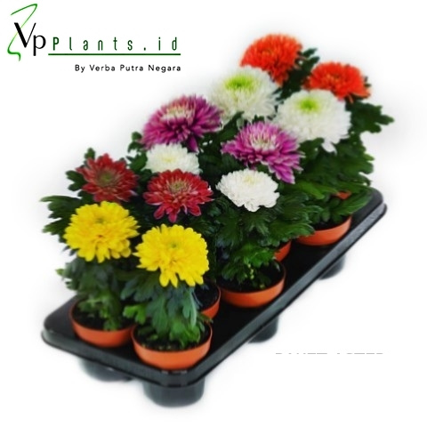 Promo Paket 5 Tanaman Hias Bunga Hidup Krisan Aster Bunga Seruni