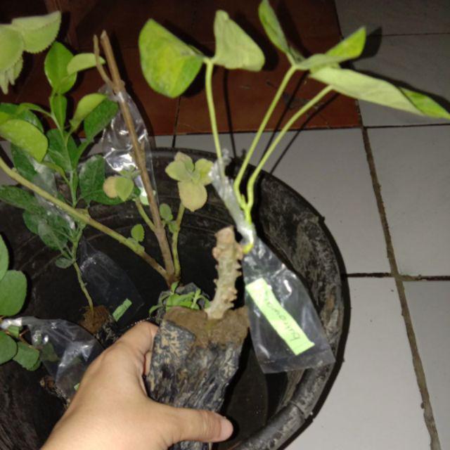 Bibit Butrowali Bibit Tanaman Butrowali Bibit Benih Tanaman Butrowali