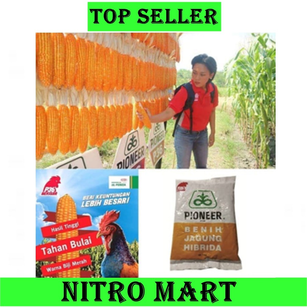 Benih Jagung // Hibrida Pioneer P36 // Ukuran Berat 1 kg
