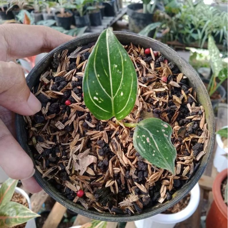 NEW!!ANAKAN AGLONEMA SITI NURBAYA ASLI