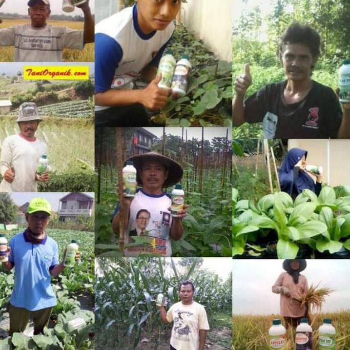 Produk Terbaru Nopatek fungisida obat penyakit tanaman sayuran cabe tomat yau. . .